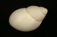 藏品(南美大蝸牛)的圖片